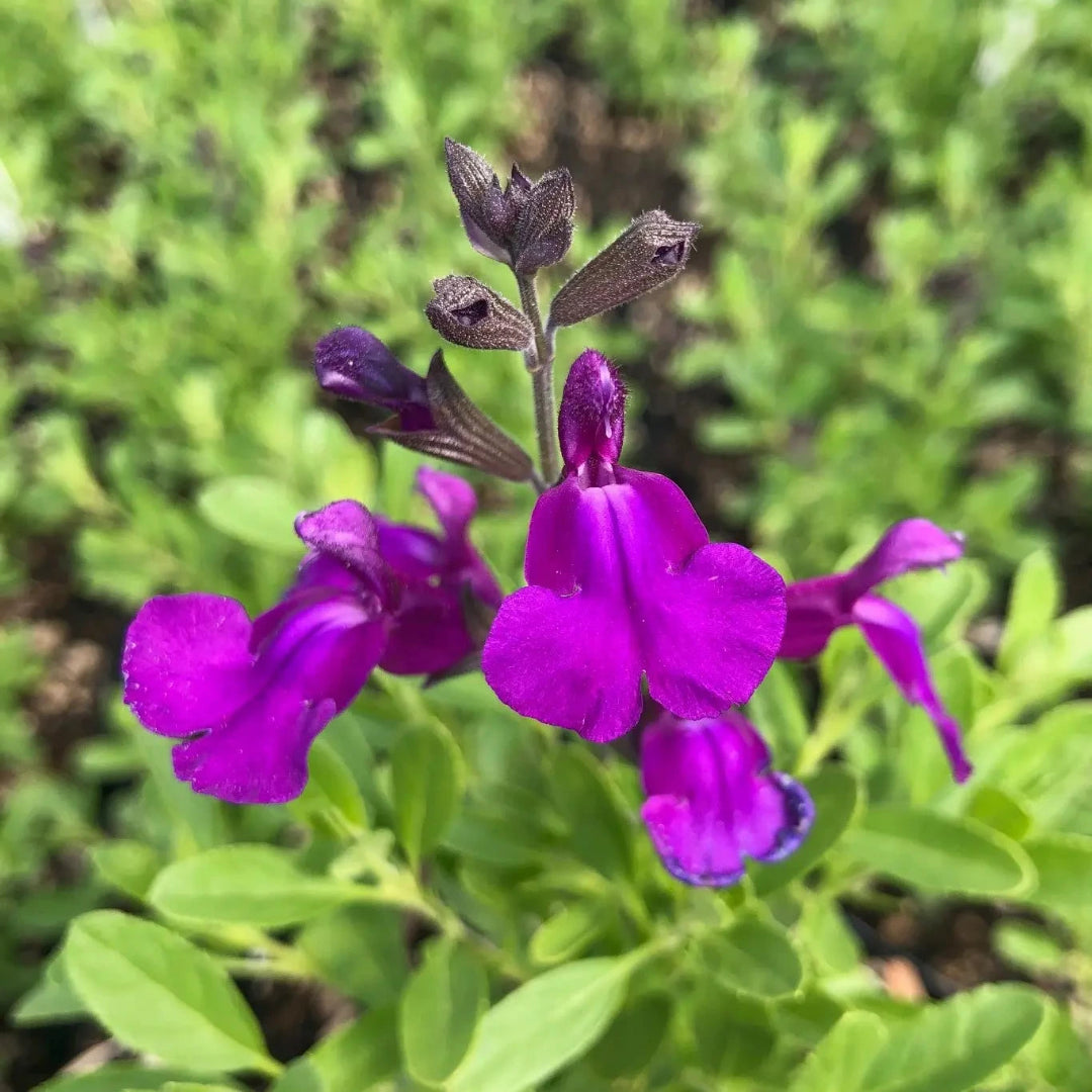 Mirage® Deep Purple Meadow Sage (Salvia greggii) - [EG]