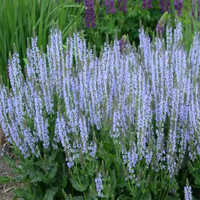 Salvia nemorosa 'Perfect Profusion' - [EG]