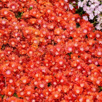 Delosperma Kaleidoscope™ 'Dancing Embers' Ice Plant - [EG]