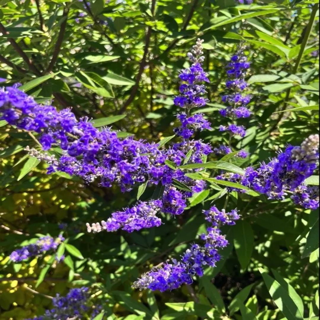 Vitex &