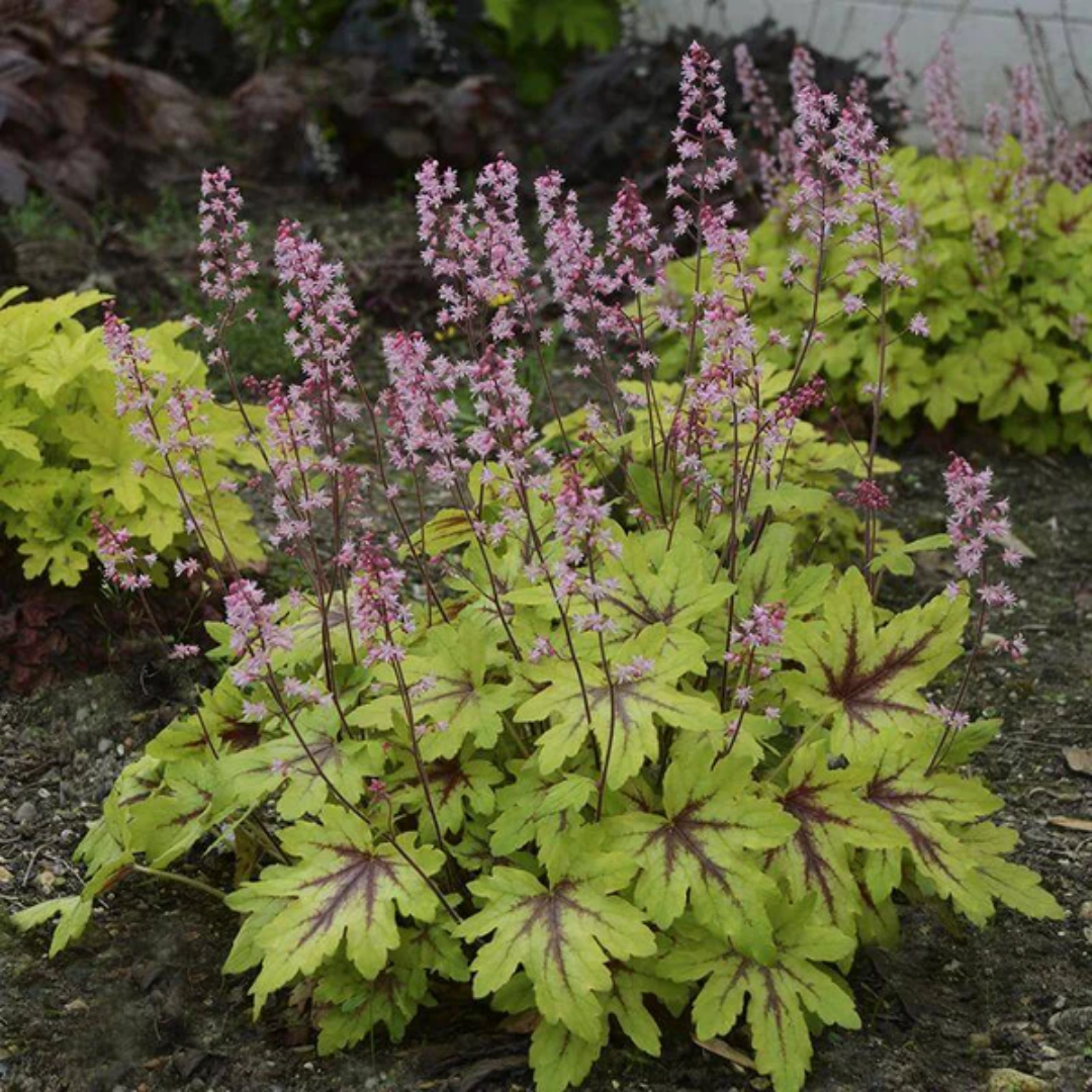 Heucherella Fun and Games Eye Spy Ppaf Foamy Bells Proven Winners