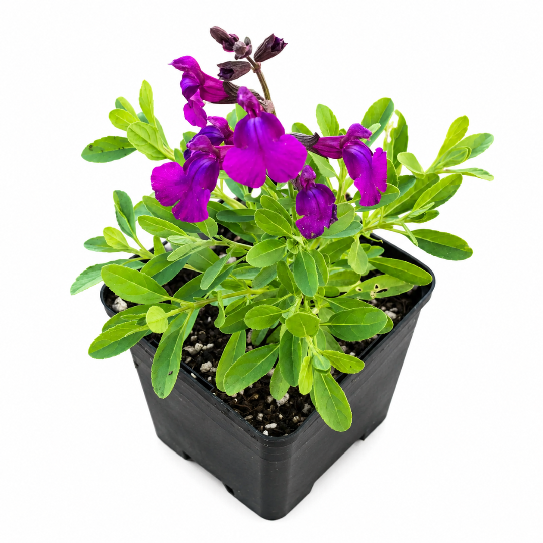 Mirage® Deep Purple Meadow Sage (Salvia greggii) - [EG]