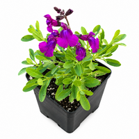 Mirage® Deep Purple Meadow Sage (Salvia greggii) - [EG]