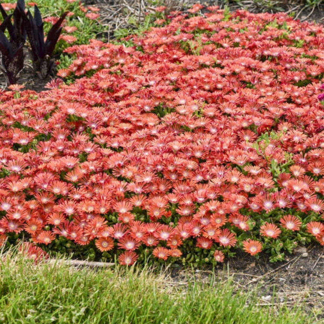 Delosperma Kaleidoscope™ &