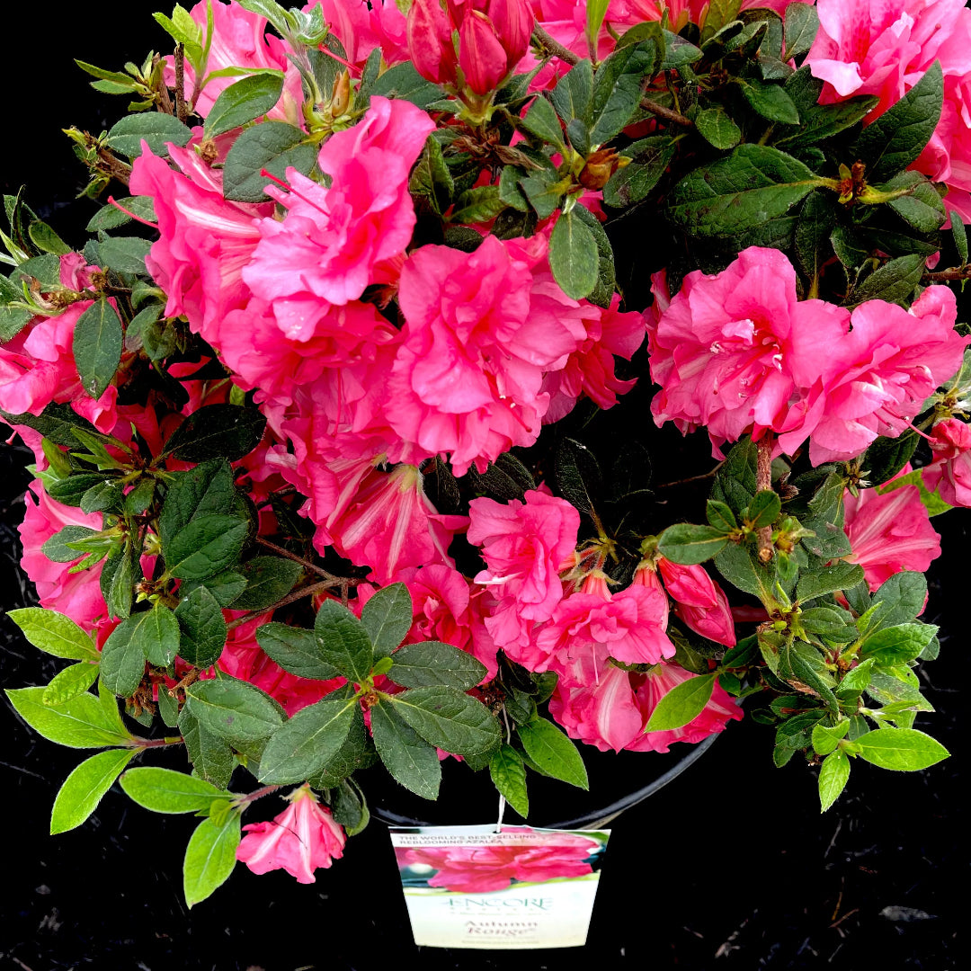Autumn Rouge Encore Azalea