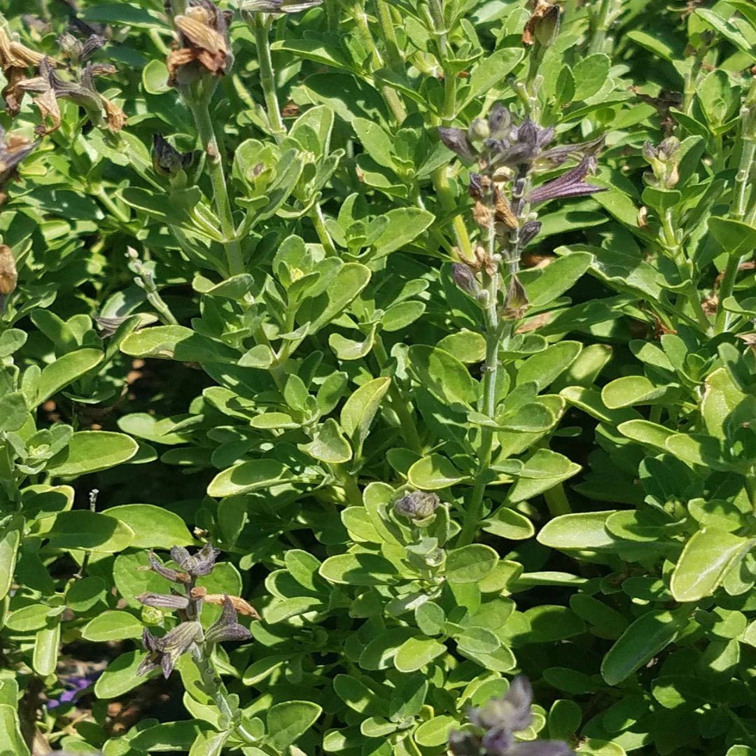 Mirage® Deep Purple Meadow Sage (Salvia greggii) - [EG]