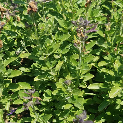 Mirage® Deep Purple Meadow Sage (Salvia greggii) - [EG]