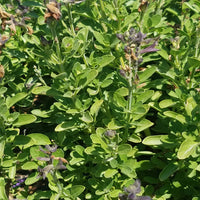 Mirage® Deep Purple Meadow Sage (Salvia greggii) - [EG]