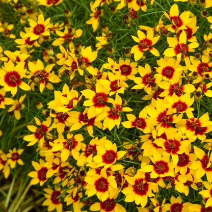 Golden Needles Threadleaf Coreopsis (Coreopsis verticillata) - [EG]