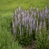 Salvia nemorosa 'Perfect Profusion' - [EG]