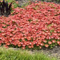 Delosperma Kaleidoscope™ 'Dancing Embers' Ice Plant - [EG]