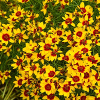 Golden Needles Threadleaf Coreopsis (Coreopsis verticillata) - [EG]