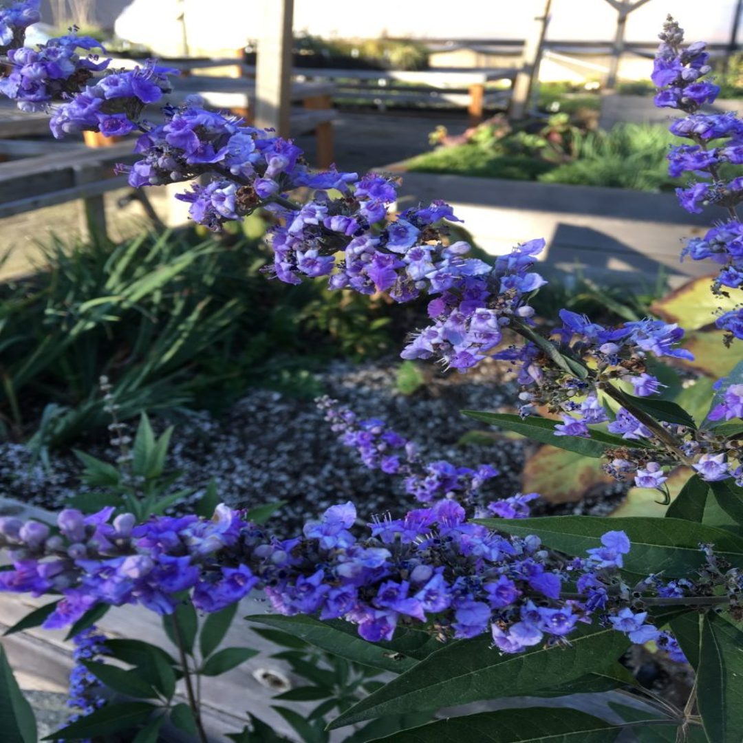 Vitex &