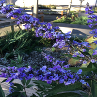 Vitex 'Delta Blues', (Chaste Tree)Ttiny, Fragrant Blue/Purple Flowers