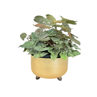 Syngonium ‘Plum Allusion’