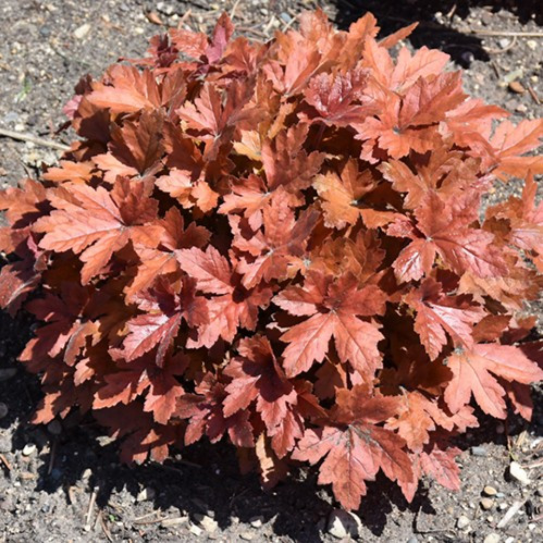 Heucherella Fun and Games Red Rover