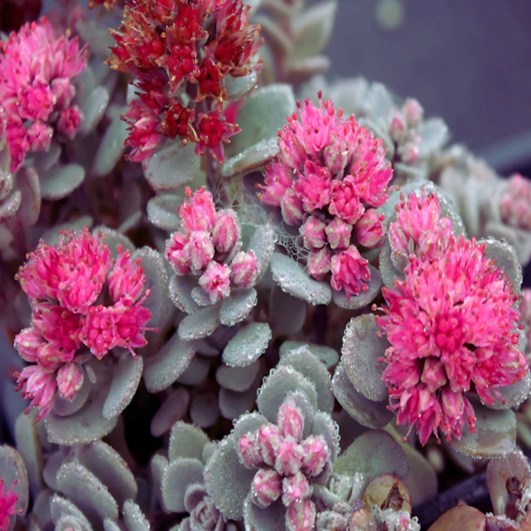 Sedum Sunsparkler® &