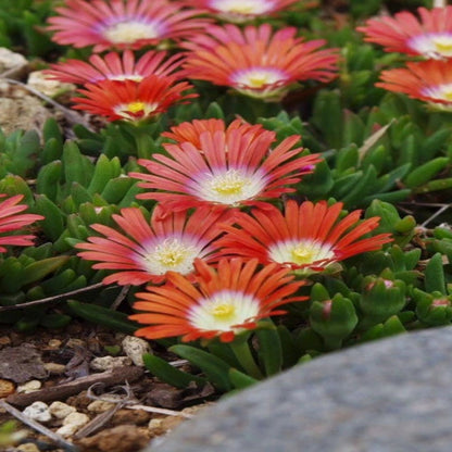 Delosperma Kaleidoscope™ &