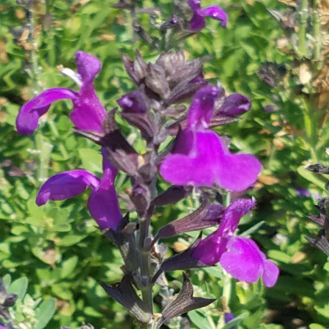 Mirage® Deep Purple Meadow Sage (Salvia greggii) - [EG]