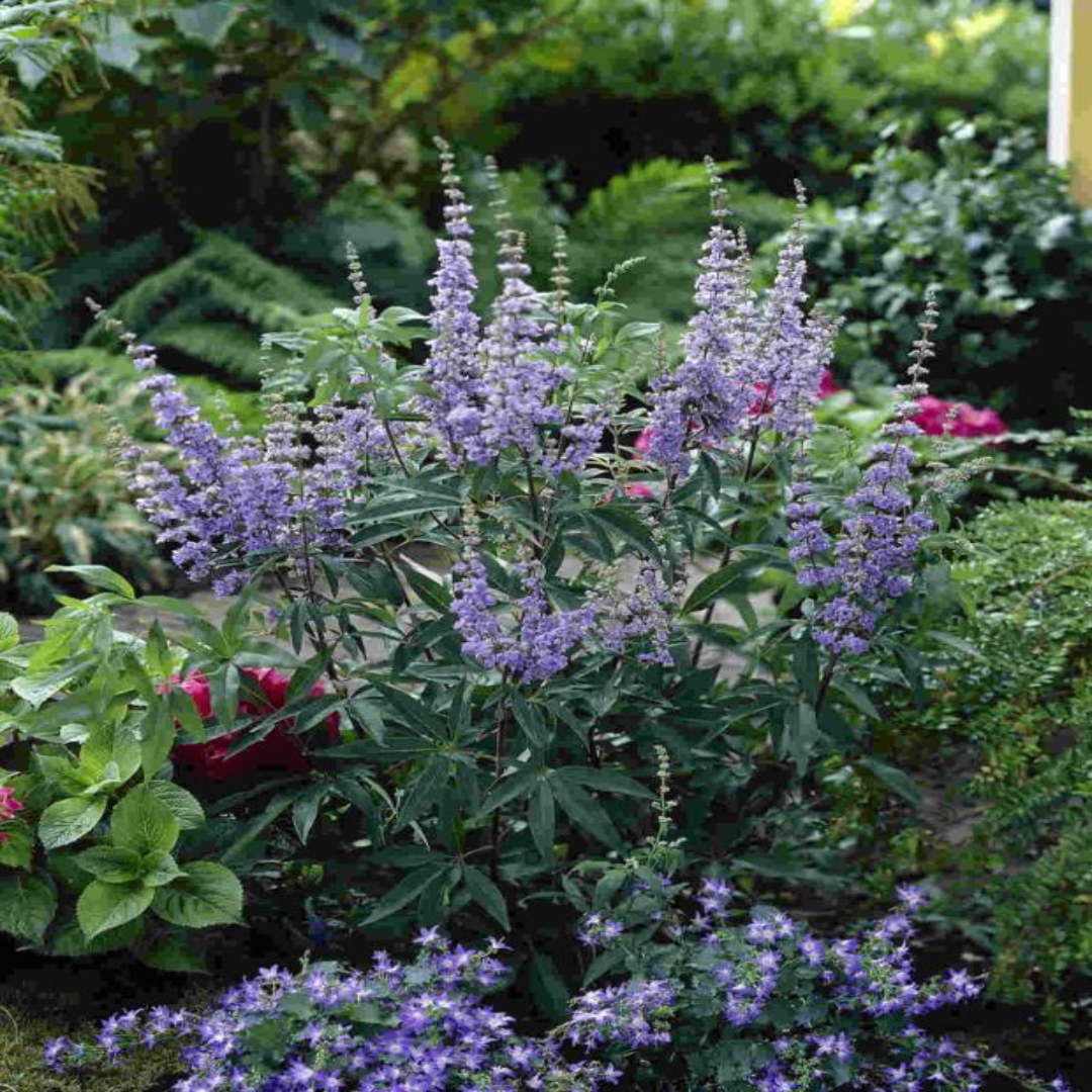 Vitex &
