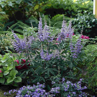 Vitex 'Delta Blues', (Chaste Tree)Ttiny, Fragrant Blue/Purple Flowers