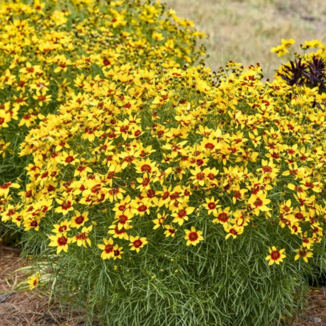 Golden Needles Threadleaf Coreopsis (Coreopsis verticillata) - [EG]