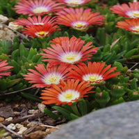 Delosperma Kaleidoscope™ 'Dancing Embers' Ice Plant - [EG]