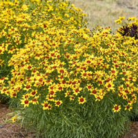 Golden Needles Threadleaf Coreopsis (Coreopsis verticillata) - [EG]