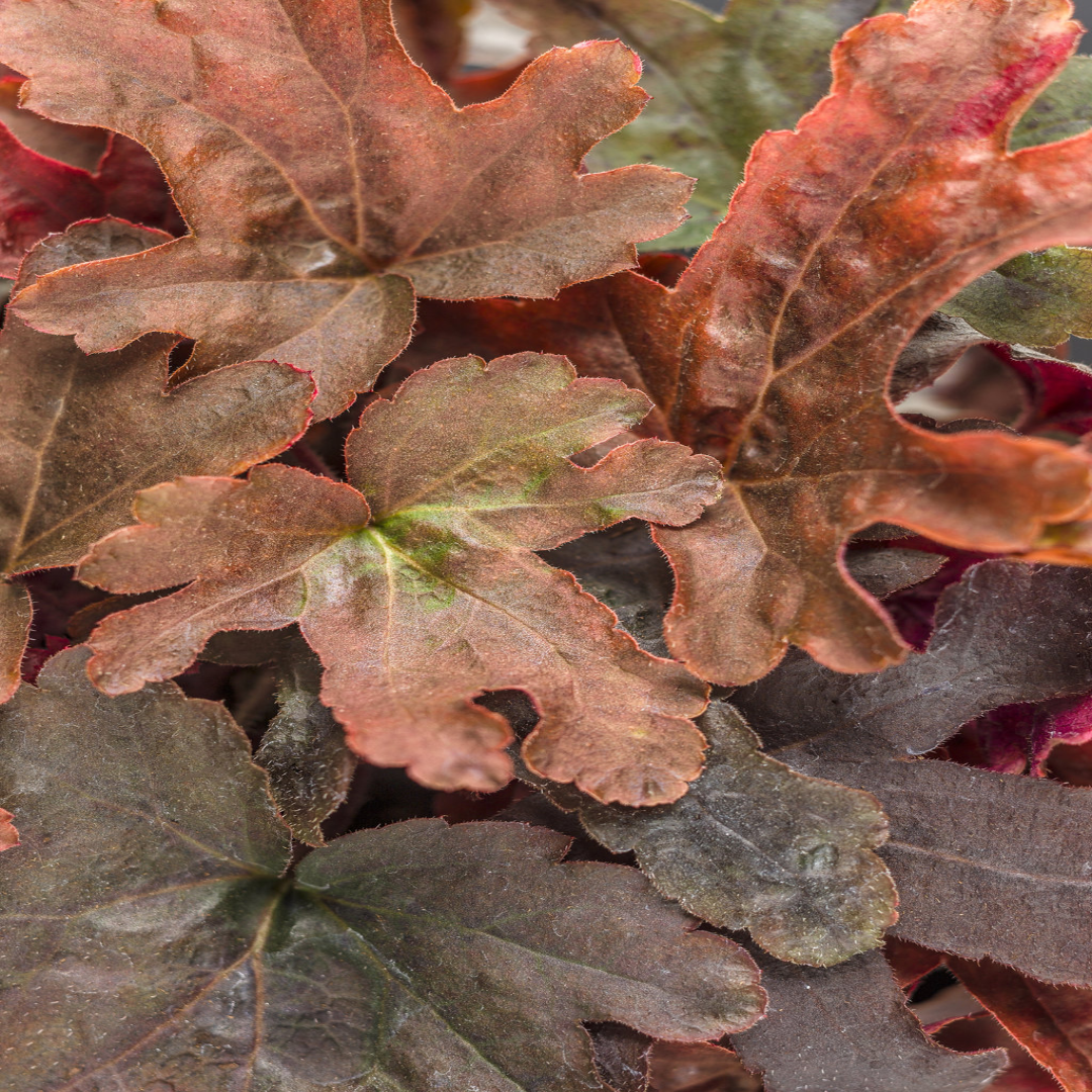 Heucherella Fun and Games Red Rover