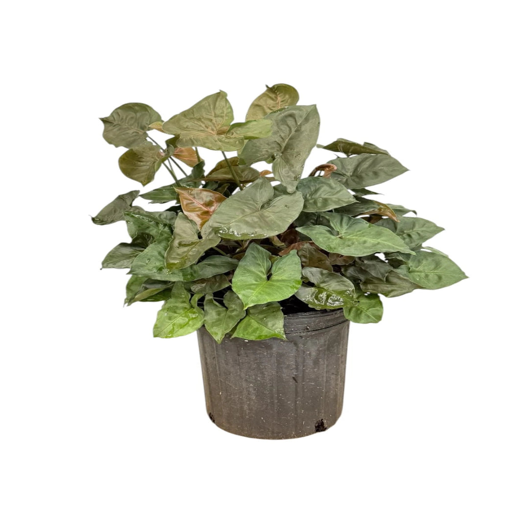Syngonium ‘Plum Allusion’