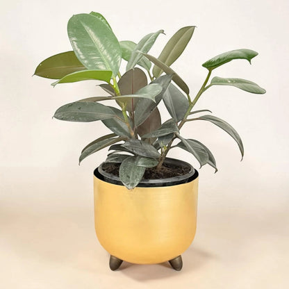 Rubber Plant in Special Planter