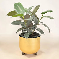 Rubber Plant in Special Planter