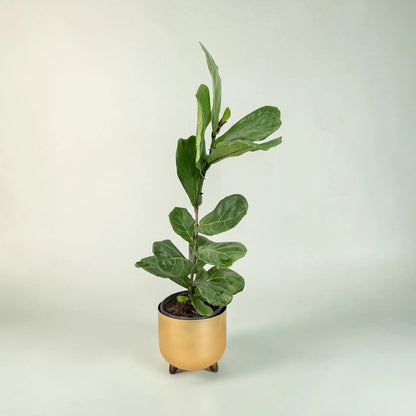 Fiddle Leaf Fig Plant in Decorative Gold Planter