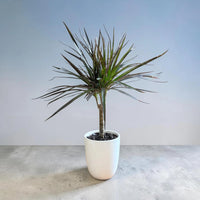 Madagascar Dragon (Dracaena marginata)