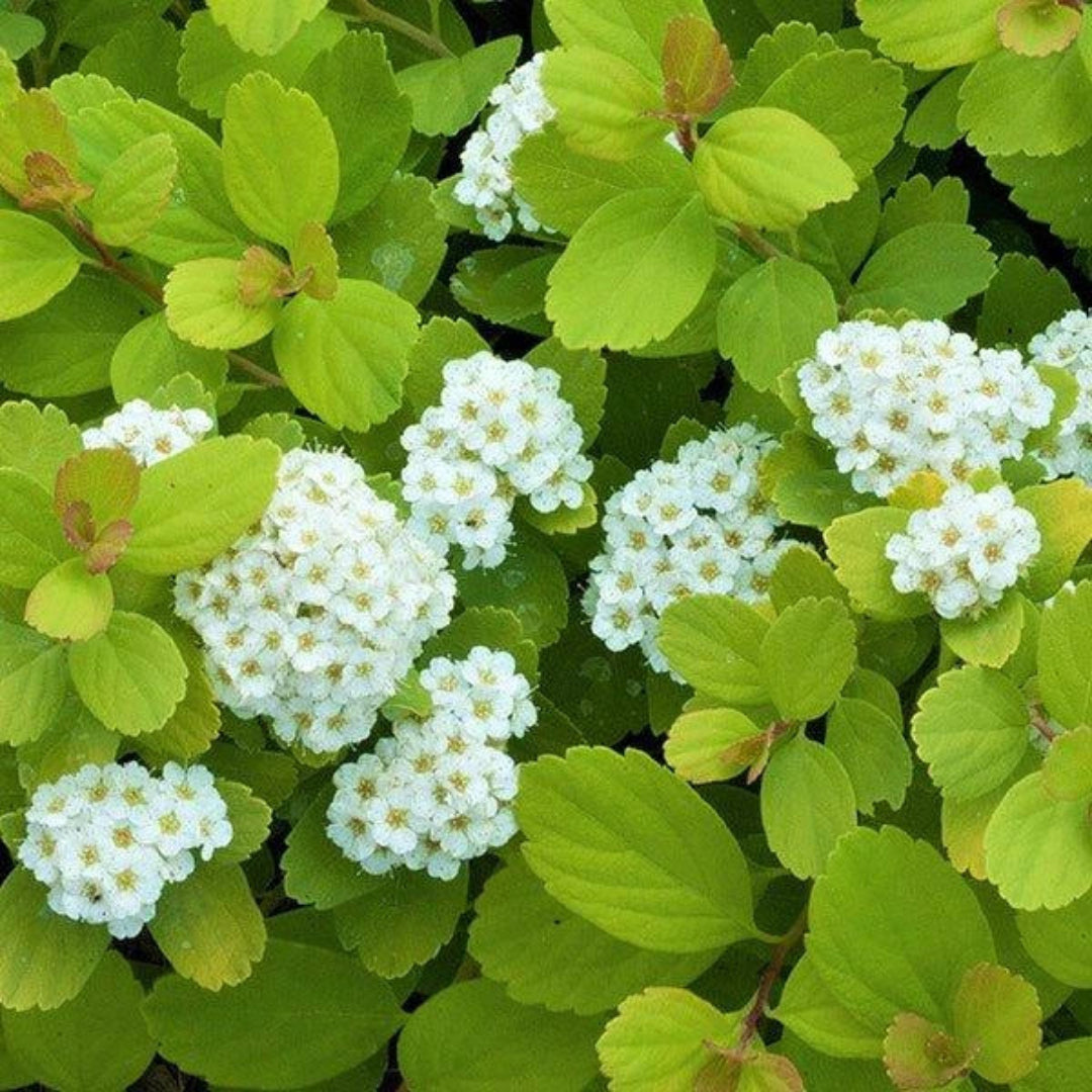 Lemon Lime Spirea