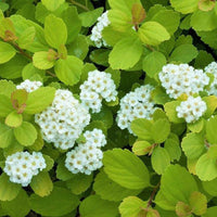 Lemon Lime Spirea