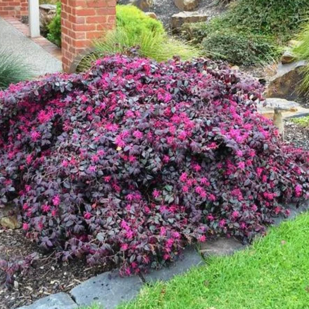 Purple Blooming Loropetalum – Medium Evergreen Shrub
