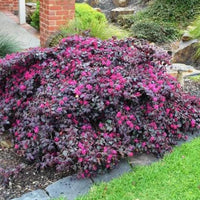 Purple Blooming Loropetalum – Medium Evergreen Shrub