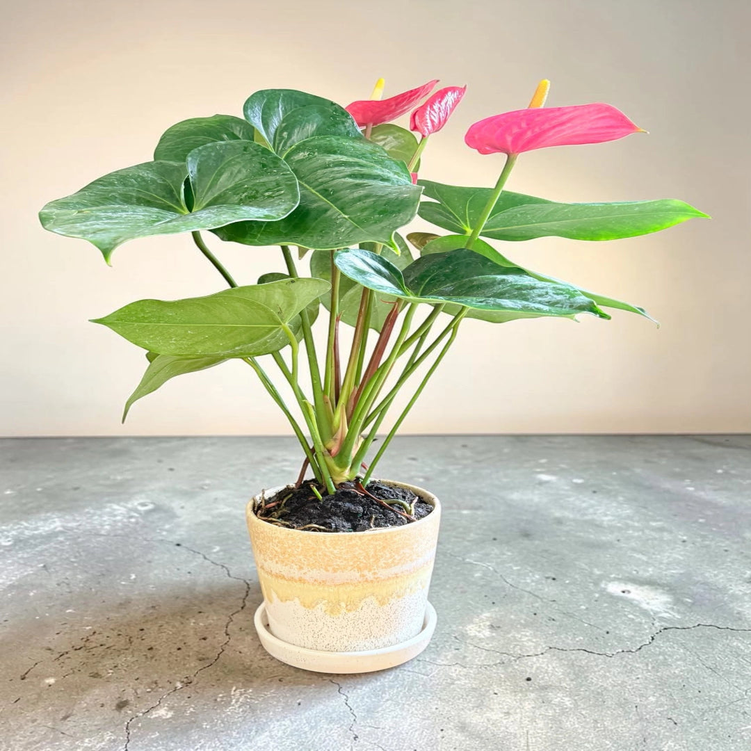 Flamingo Lily Live Plant – Red Anthurium in Ceramic Planter