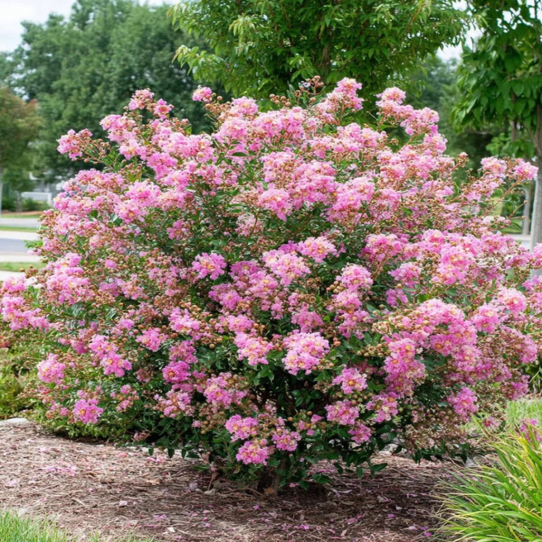Dwarf Pink Crape Myrtle