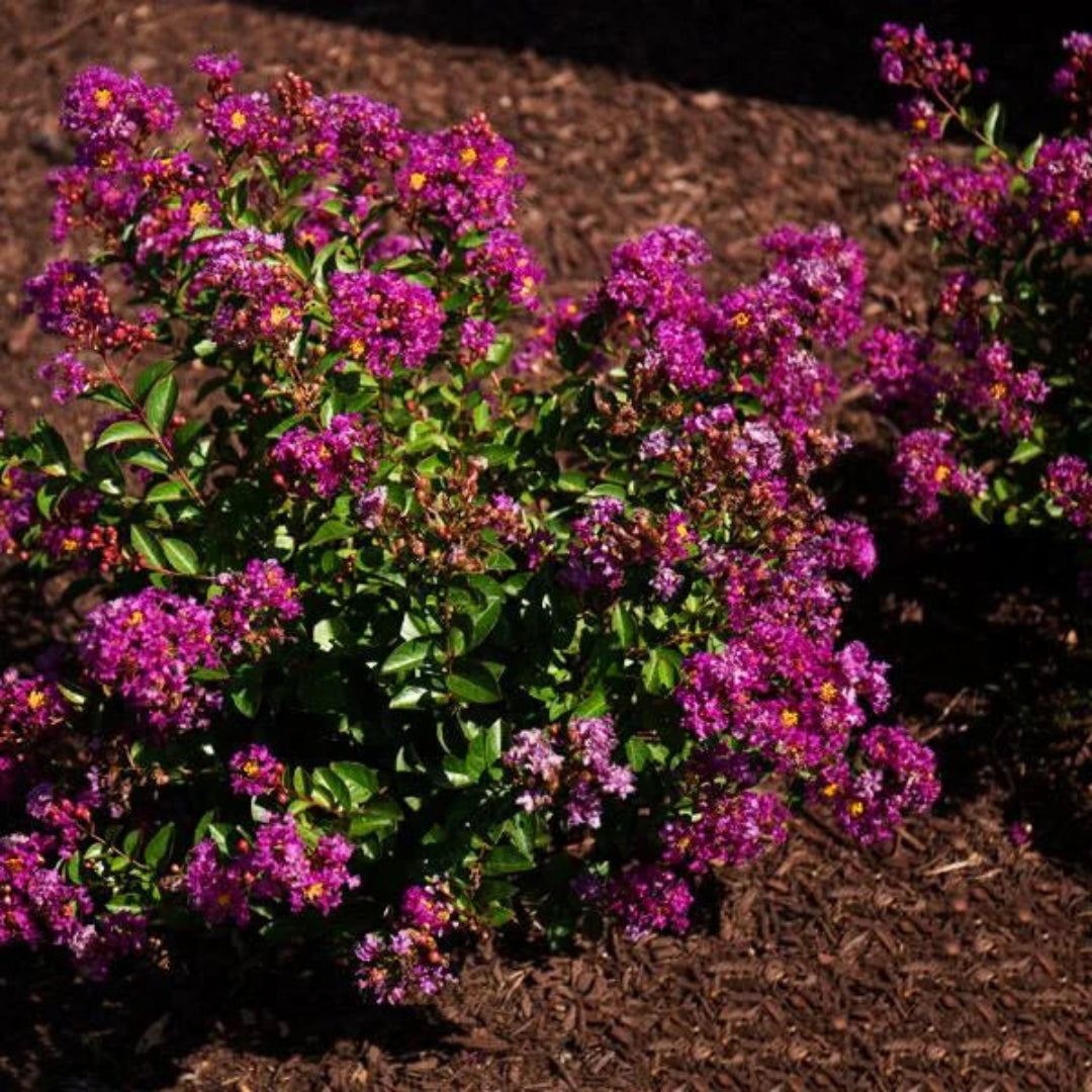 Dwarf Purple Crape Myrtle
