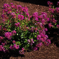 Dwarf Purple Crape Myrtle