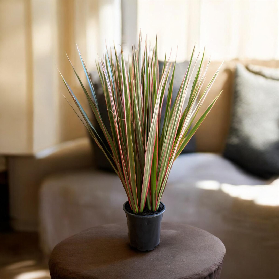 Dracaena Marginata Indoor Plant