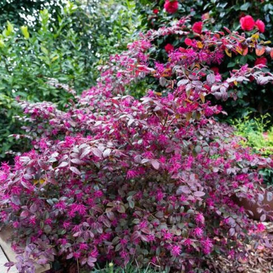 Short Purple Blooming Loropetalum – Medium Evergreen Shrub