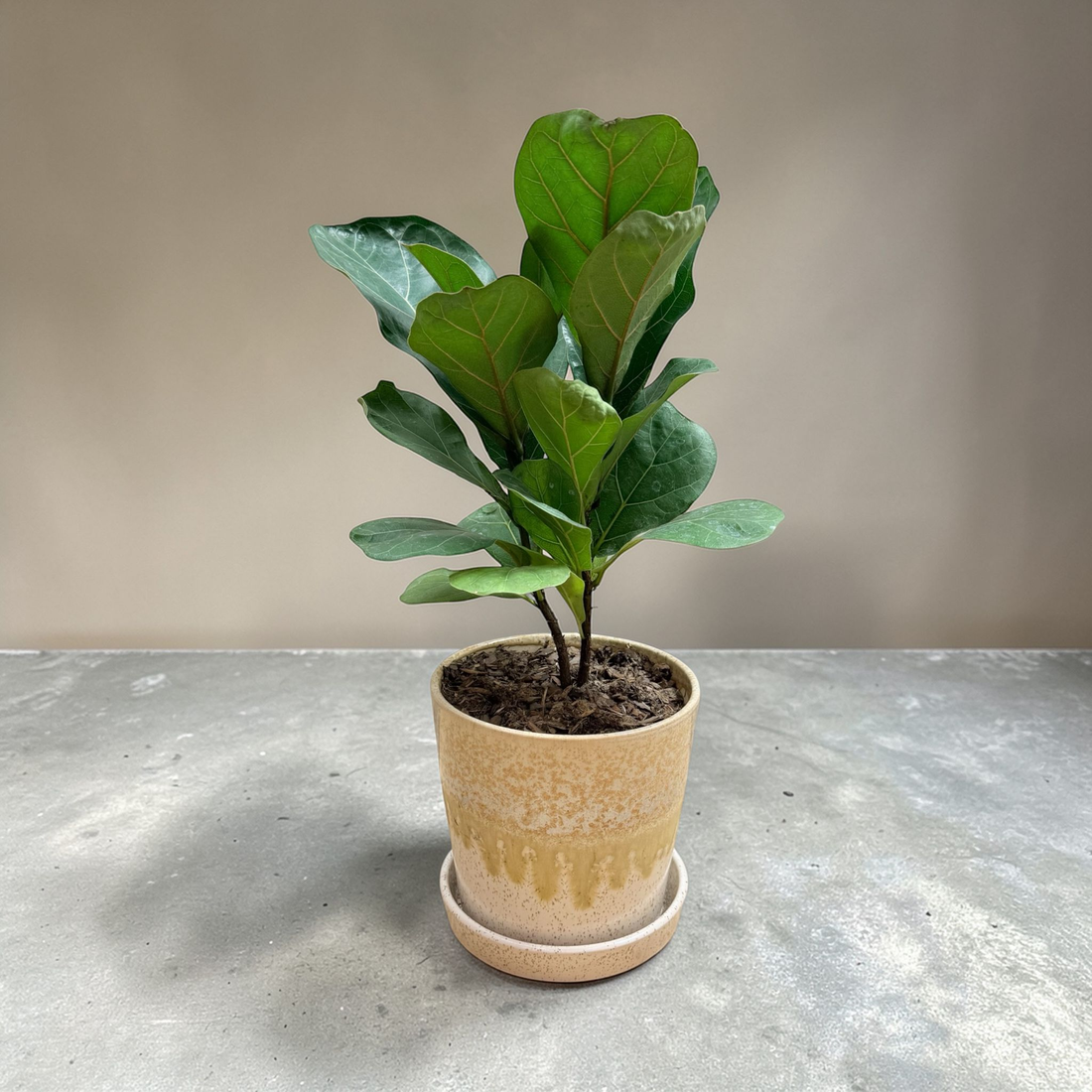 Fiddle Leaf Tree
