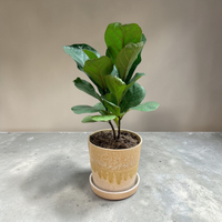 Fiddle Leaf Tree