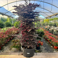 Purple Blooming Loropetalum – Tall Evergreen Shrub