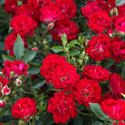 Red Dwarf Rose – Compact Flowering Rose Bush