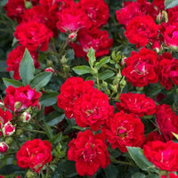 Red Dwarf Rose – Compact Flowering Rose Bush