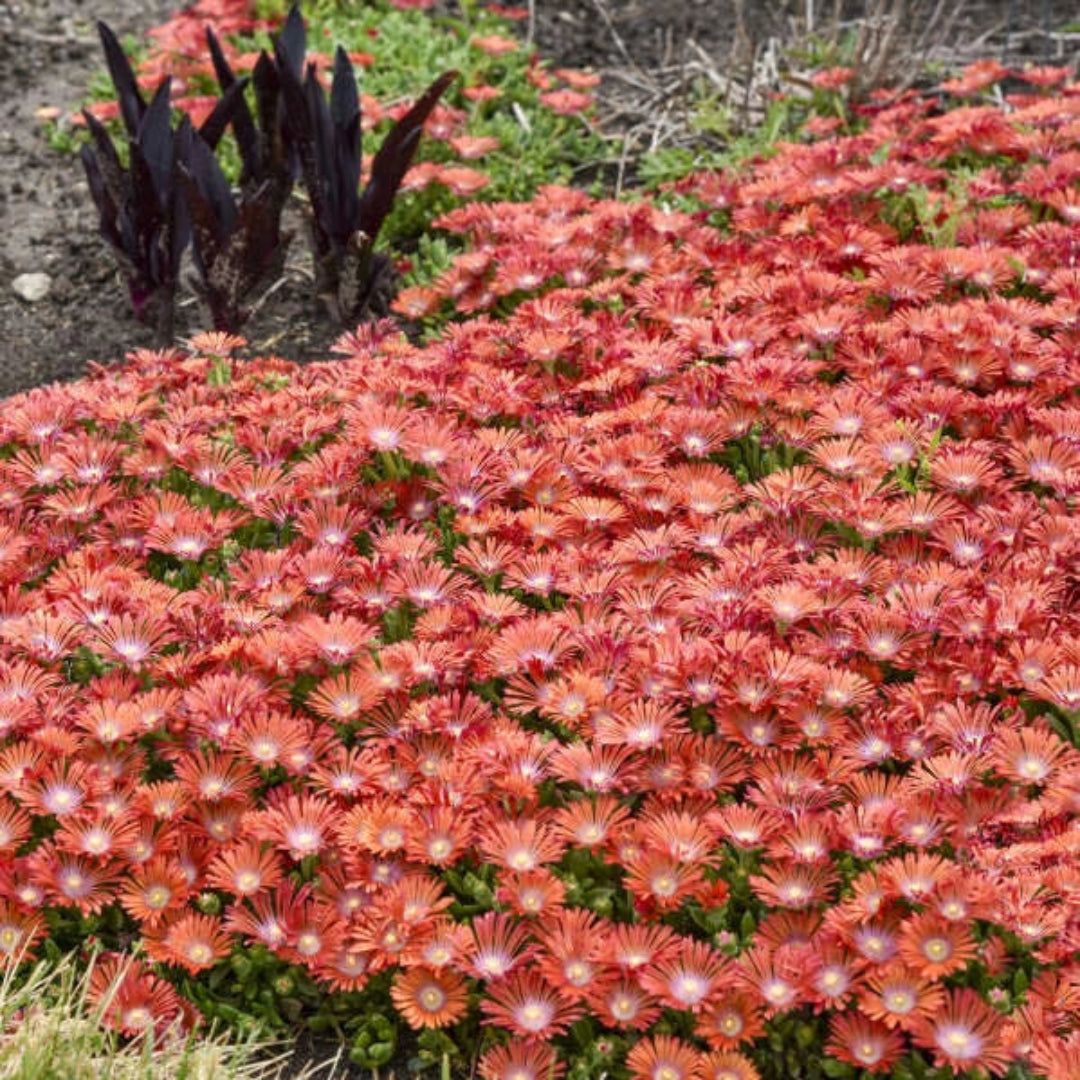 Delosperma Kaleidoscope™ &